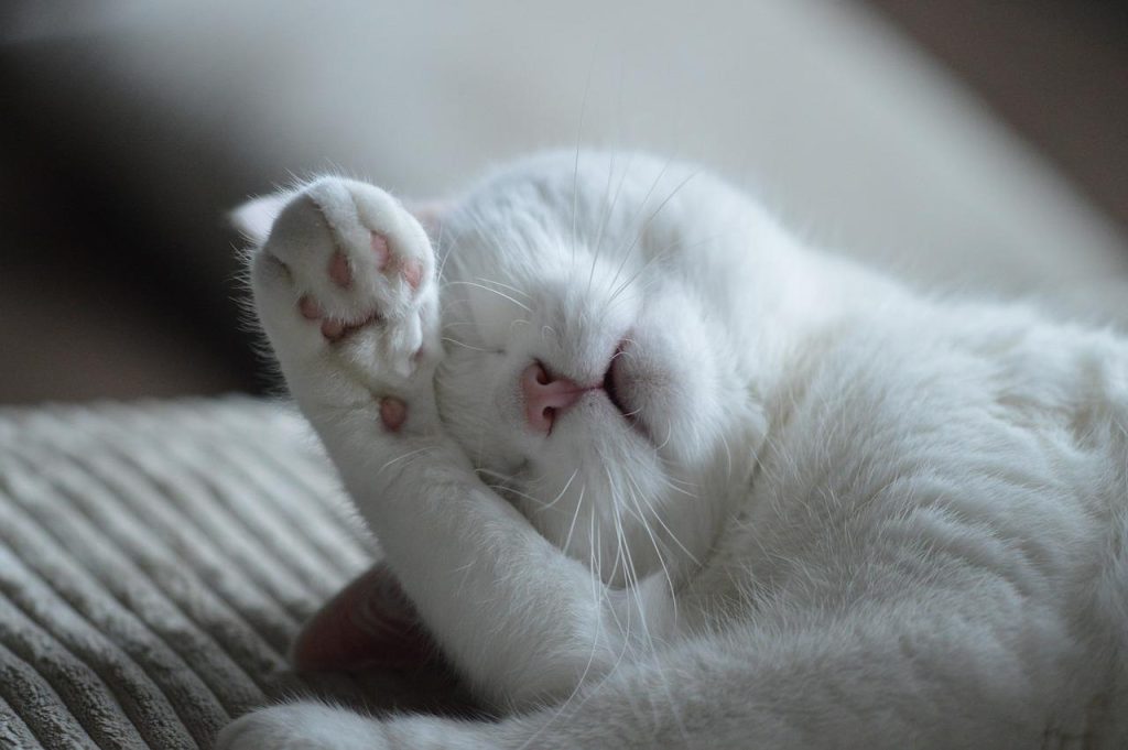 Gids voor bezoek aan dierenwinkel in Enschede met tips voor kwaliteitsproducten en deskundig advies