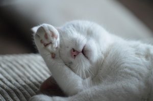Home Gids voor bezoek aan dierenwinkel in Enschede met tips voor kwaliteitsproducten en deskundig advies